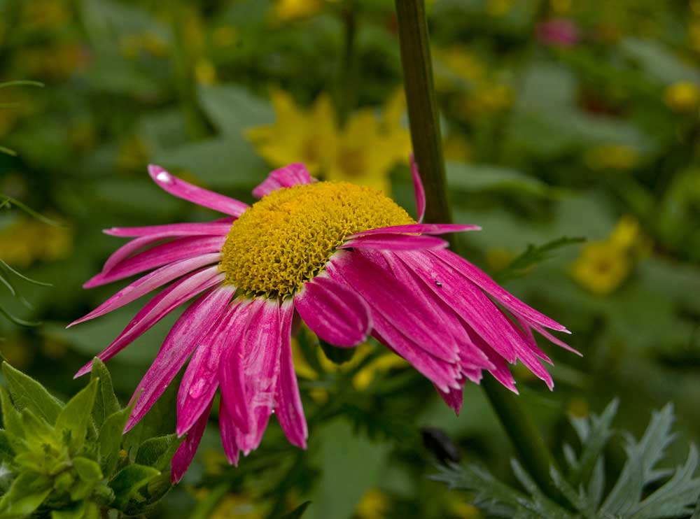 Изображение особи Pyrethrum coccineum.