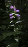 Campanula latifolia