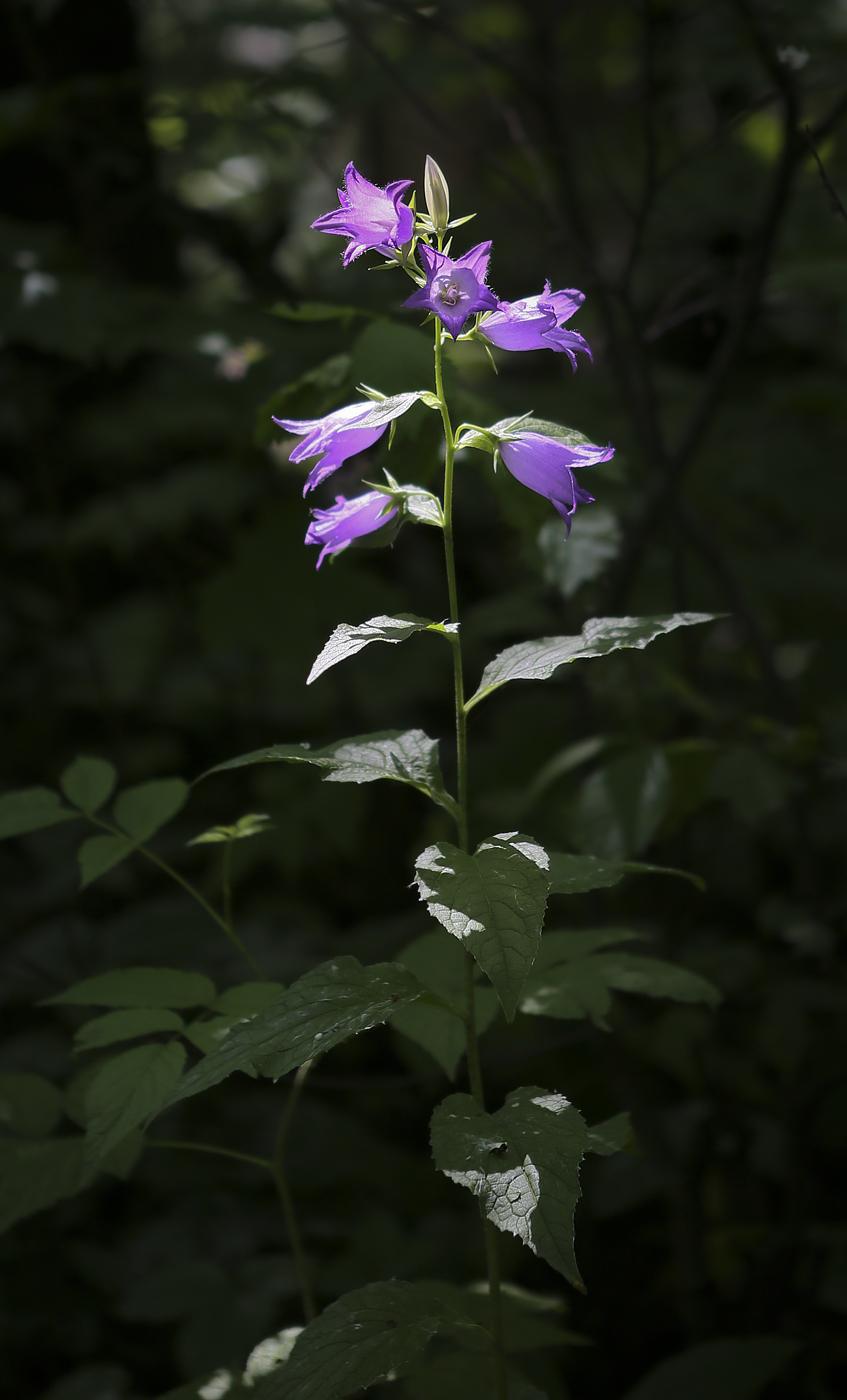 Image of Campanula latifolia specimen.