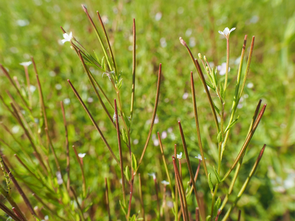 Изображение особи Epilobium pseudorubescens.