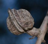 Hakea multilineata