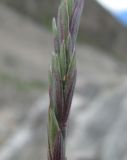 Elymus buschianus