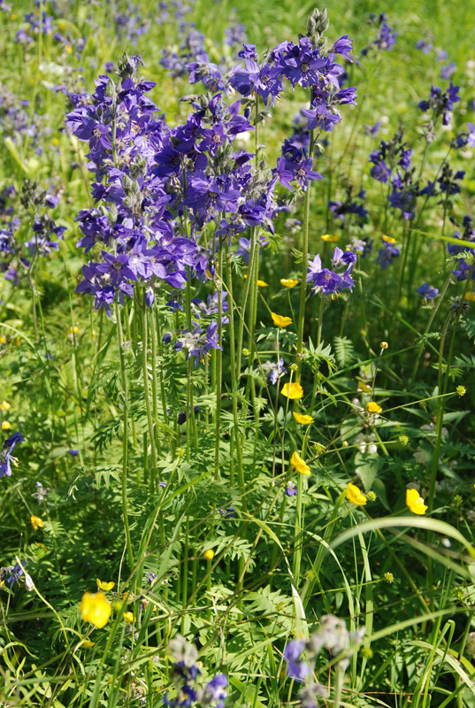 Image of Polemonium caeruleum specimen.