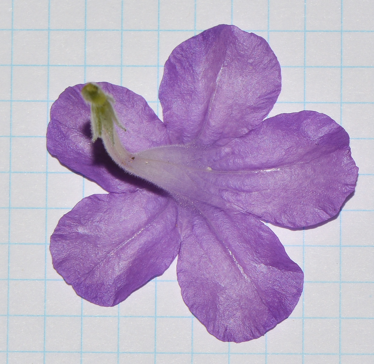 Image of Ruellia prostrata specimen.