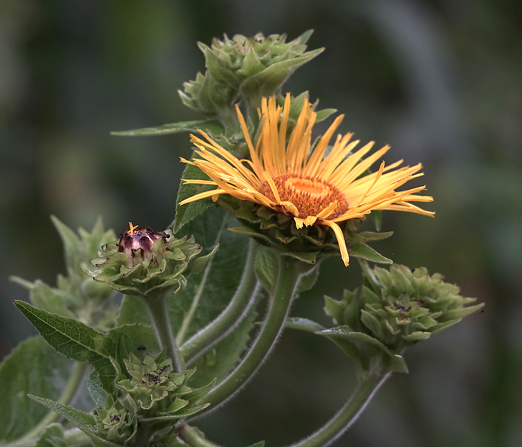 Изображение особи Inula helenium.