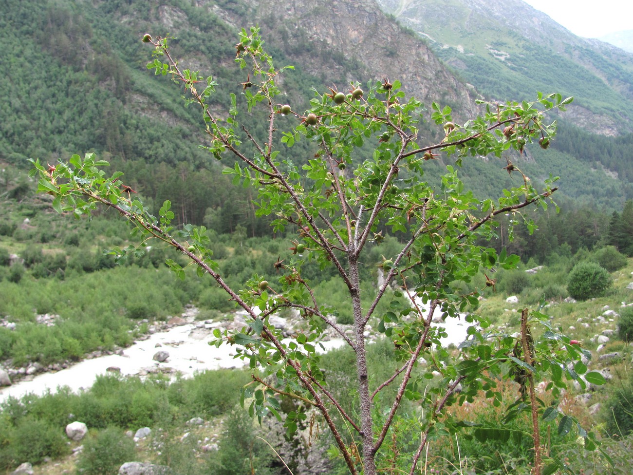 Image of Rosa spinosissima specimen.