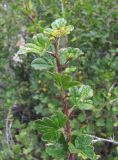 Grossularia reclinata. Верхушка побега. Кабардино-Балкария, Эльбрусский р-н, окр. пос. Эльбрус, ок. 1800 м н.у.м., каменистое место на склоне горы. 22.08.2017.