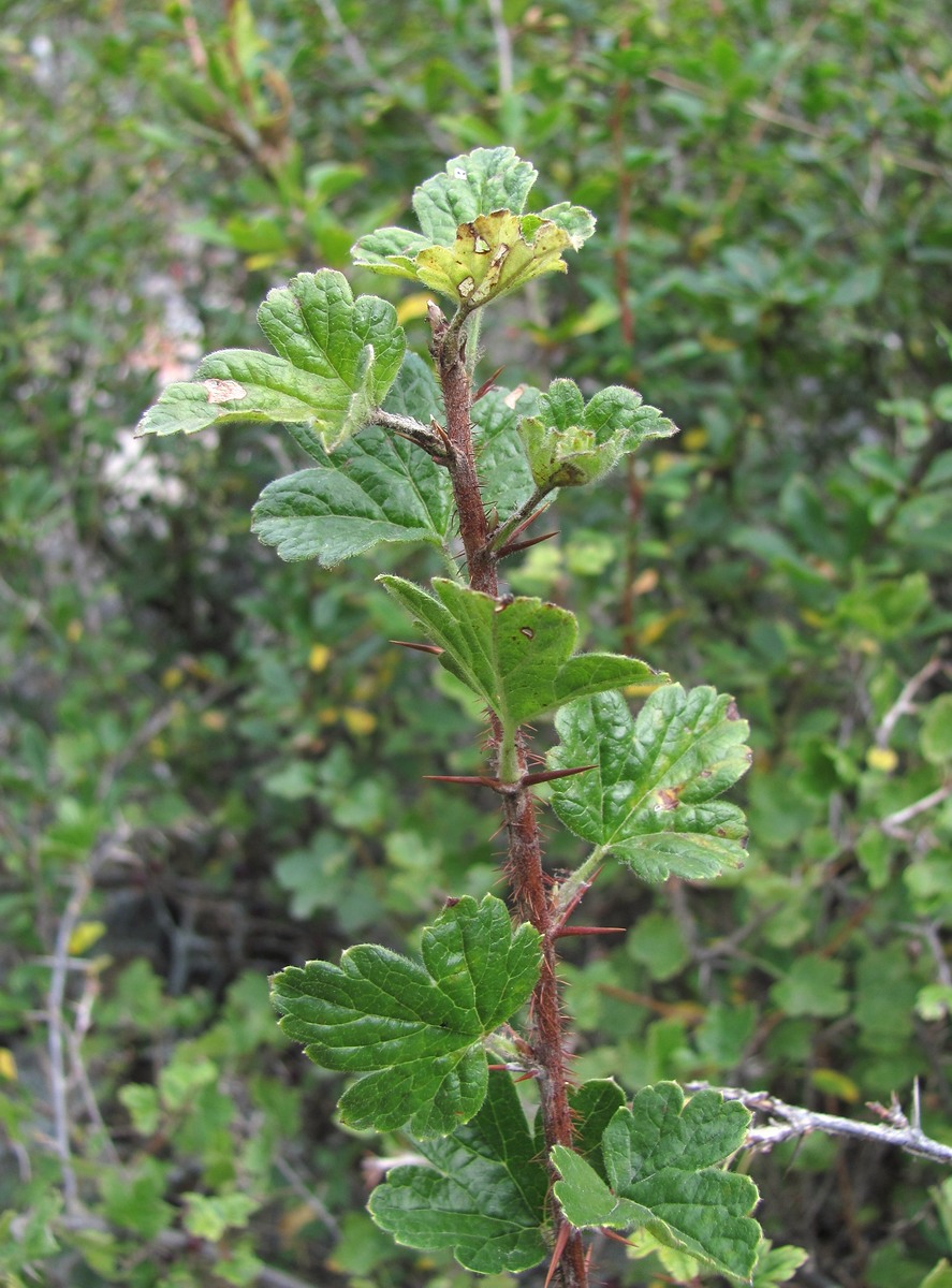 Изображение особи Grossularia reclinata.