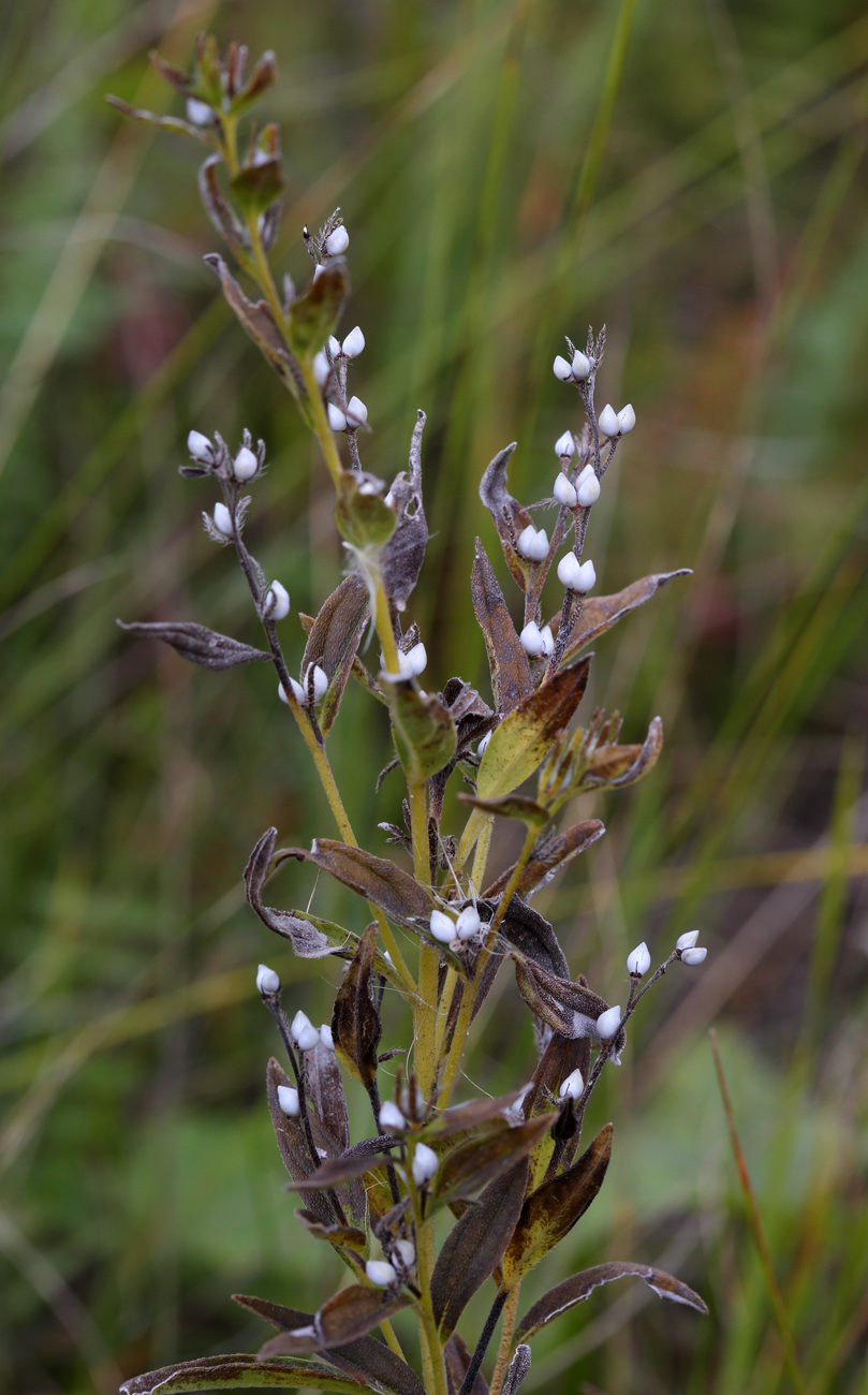 Image of Lithospermum officinale specimen.