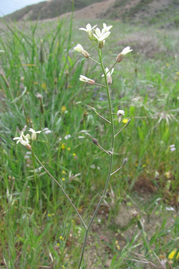 Image of Camelina rumelica specimen.