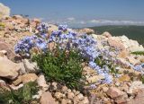 Myosotis alpestris. Цветущее растение. Кавказский биосферный заповедник, склон горы Оштен, зона альпийских лугов, ≈ 2600 м н.у.м., каменистая осыпь. 18.07.2015.