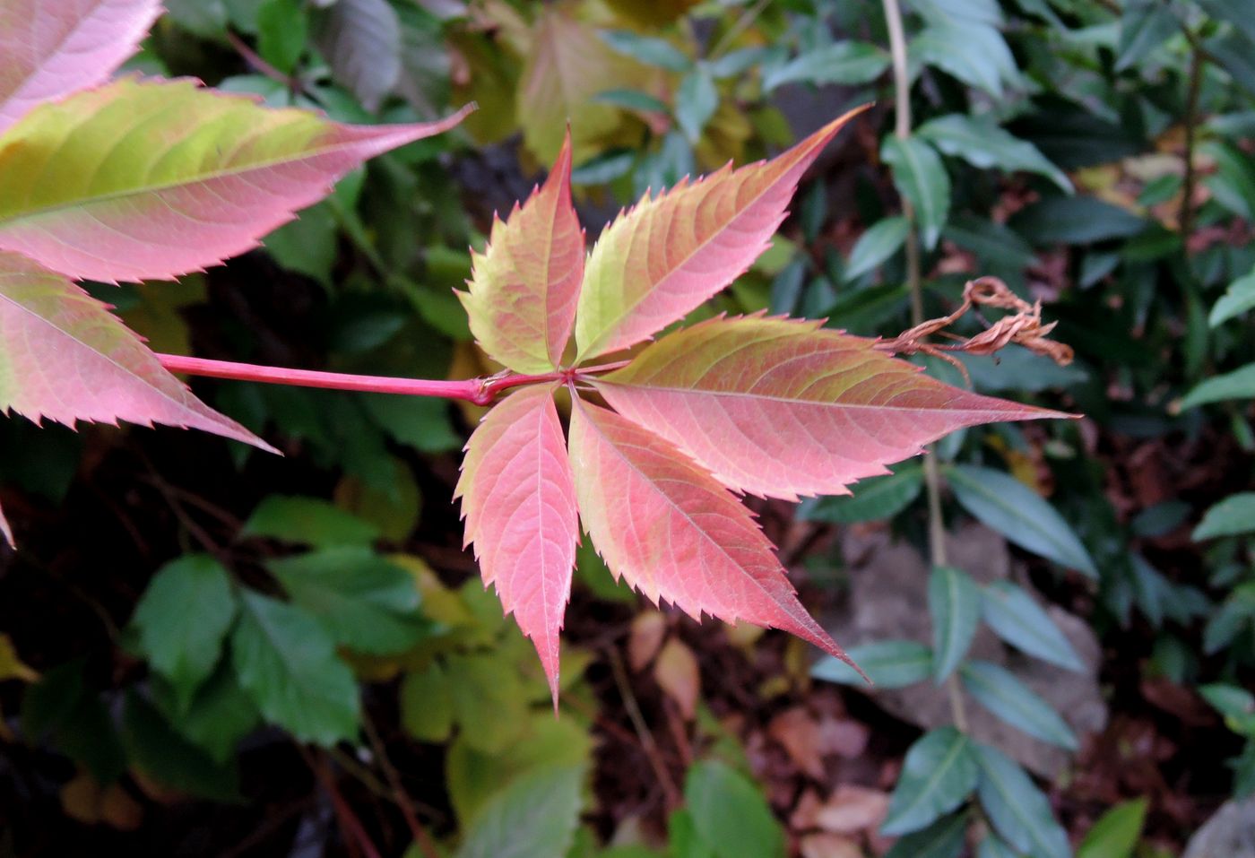 Image of Parthenocissus quinquefolia specimen.