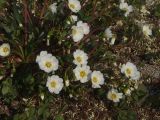 Claytonia soczaviana