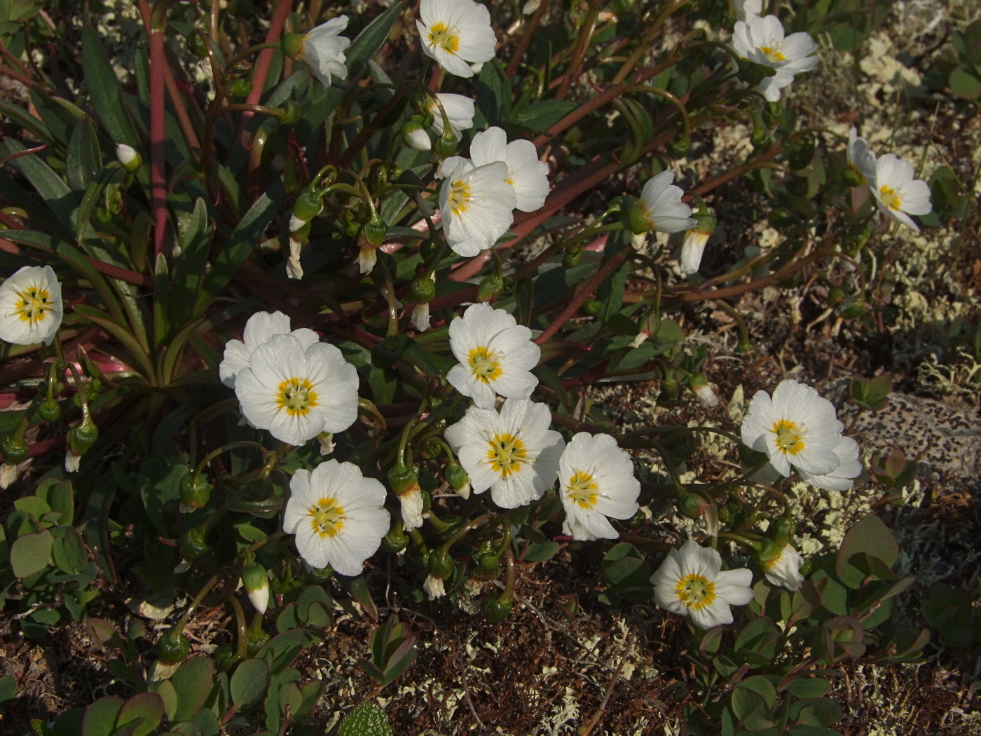 Изображение особи Claytonia soczaviana.