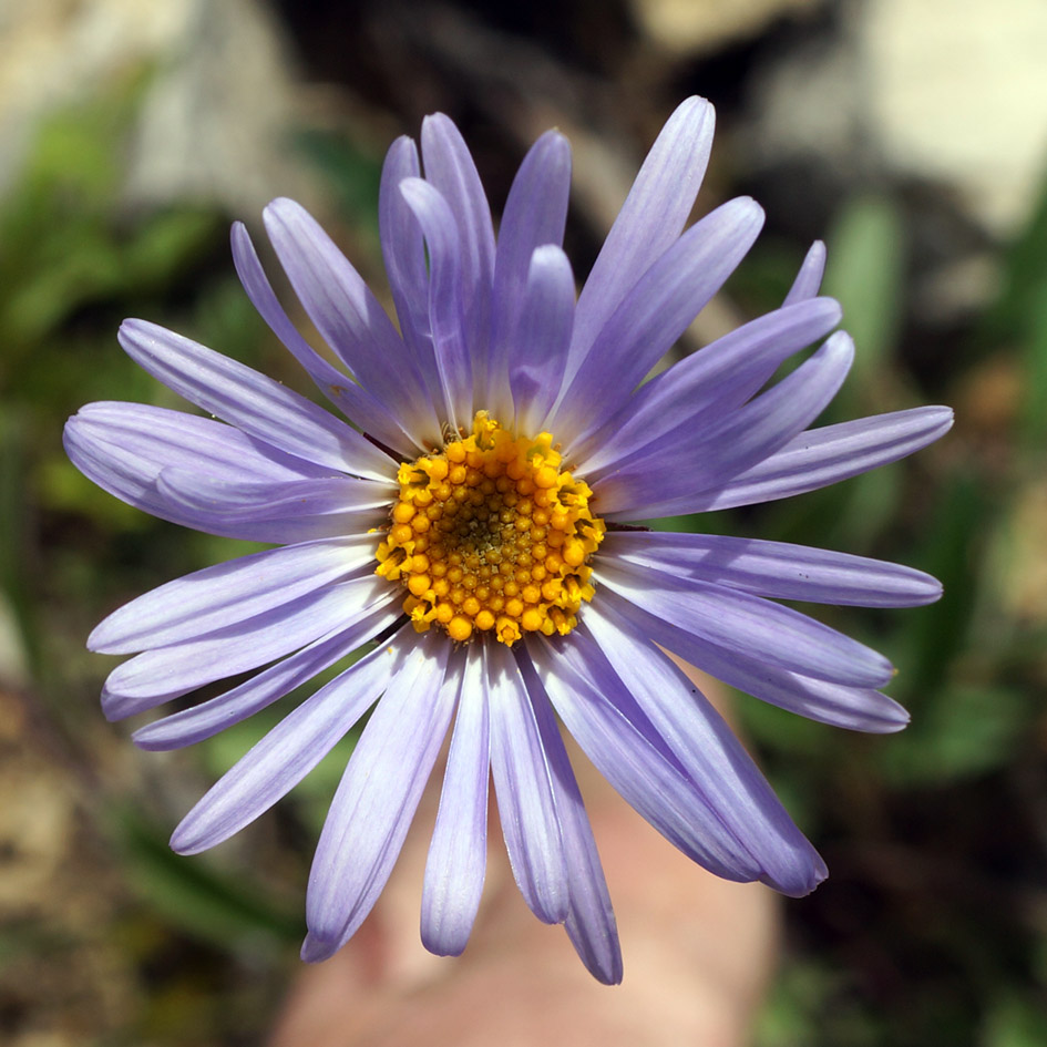 Image of Aster alpinus specimen.