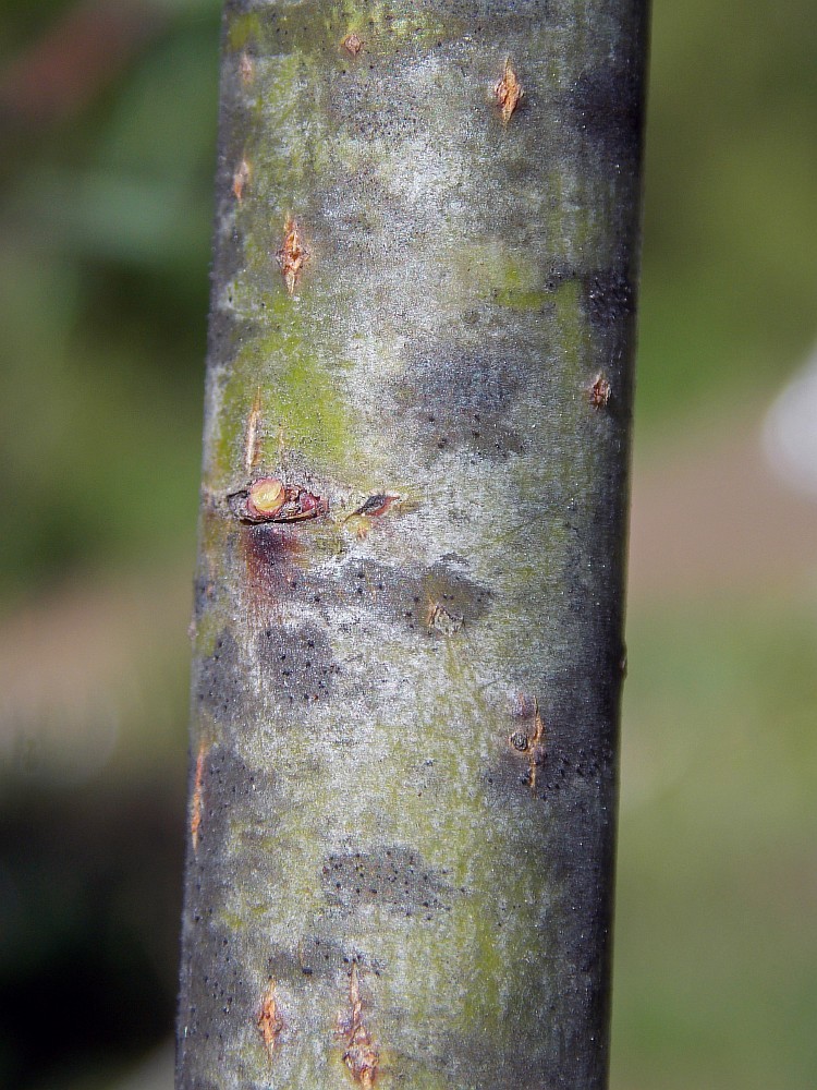 Image of Chosenia arbutifolia specimen.