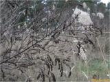 Amorpha fruticosa. Ветвь с соплодиями. Украина, г. Николаев, Заводской р-н, парк \"Лески\". 22.12.2017.