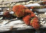 Bryum cryophilum