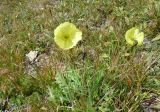 genus Papaver. Цветущие растения. Казахстан, Рудный Алтай, Черный узел.