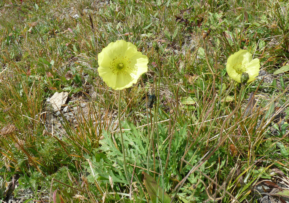 Image of genus Papaver specimen.