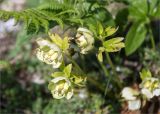 Helleborus caucasicus. Плоды. Грузия, край Имеретия, Хонийский муниципалитет, окр. с. Зеда-Горди, дол. р. Окаце, выс. 550 м н.у.м., каменистый склон, обочина тропы через лес. 08.05.2017.