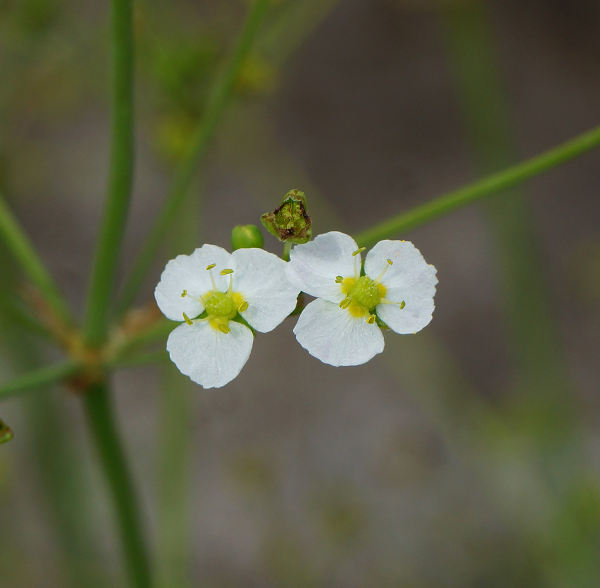 Image of Alisma plantago-aquatica specimen.