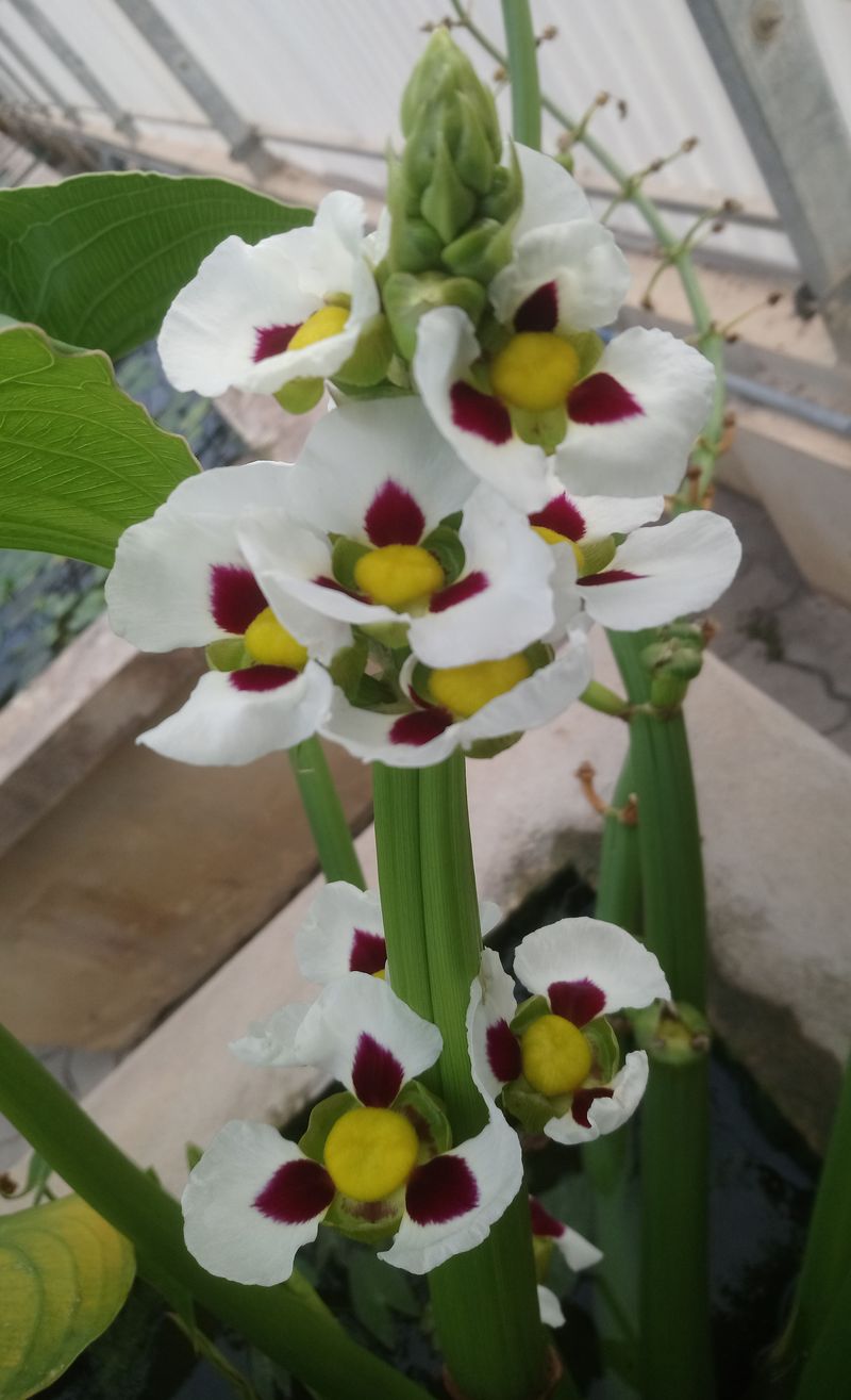 Изображение особи Sagittaria montevidensis.