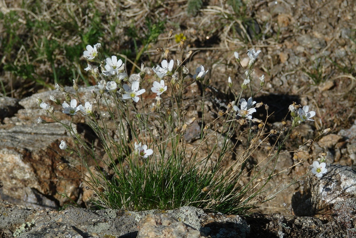 Image of Eremogone meyeri specimen.