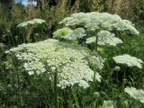 Daucus carota. Верхушки побегов с соцветиями. Беларусь, Минская обл, Минский р-н, остановочный пункт Мачулищи, луг. 23.07.2017.