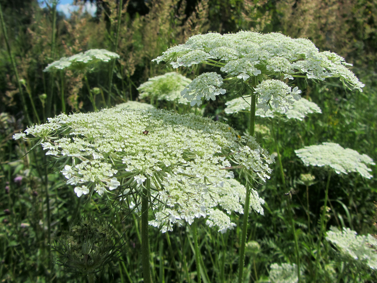 Изображение особи Daucus carota.