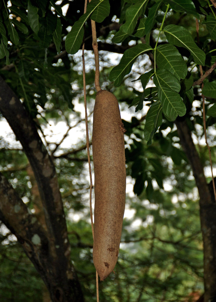 Image of Kigelia pinnata specimen.