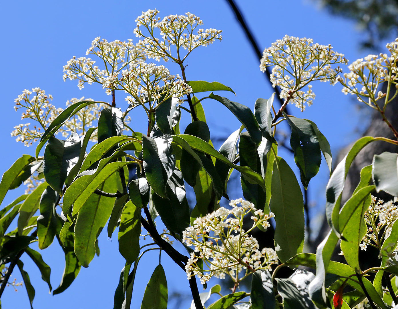 Image of Photinia serratifolia specimen.
