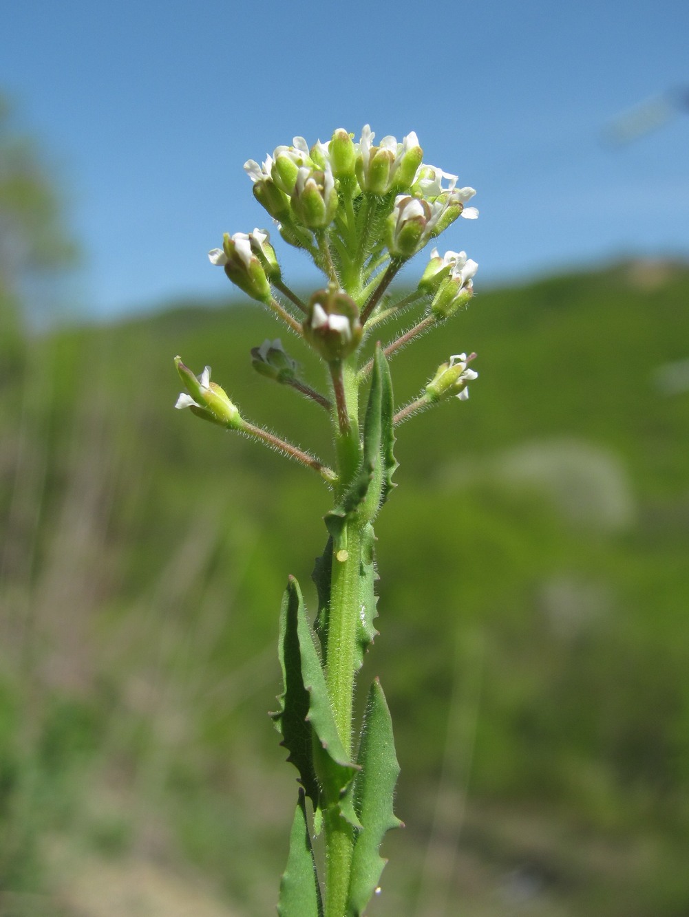 Image of Lepidium campestre specimen.