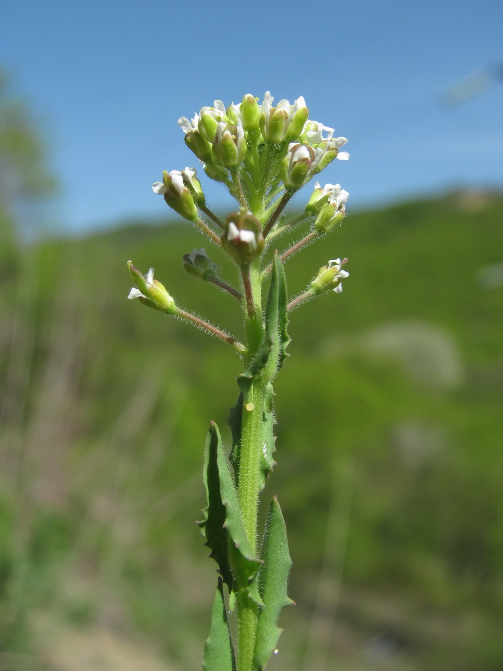 Изображение особи Lepidium campestre.