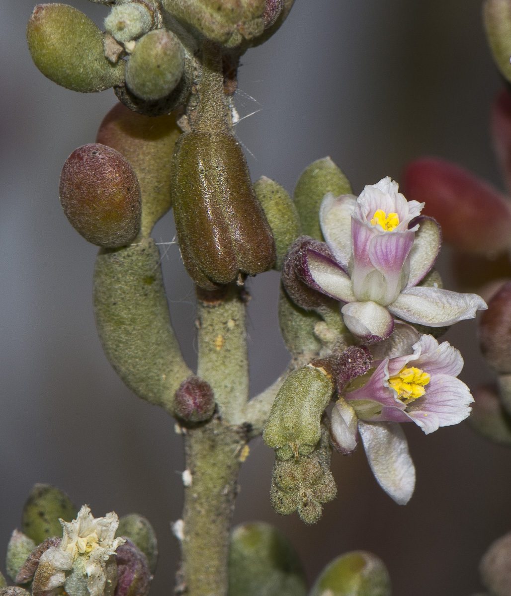 Image of Tetraena gaetula specimen.