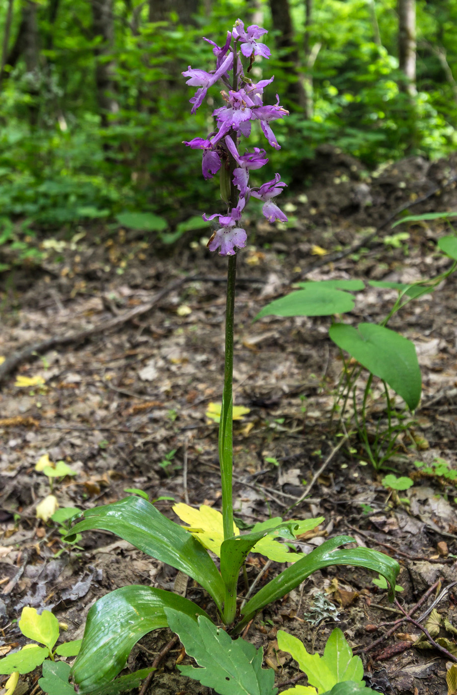 Image of Orchis mascula specimen.