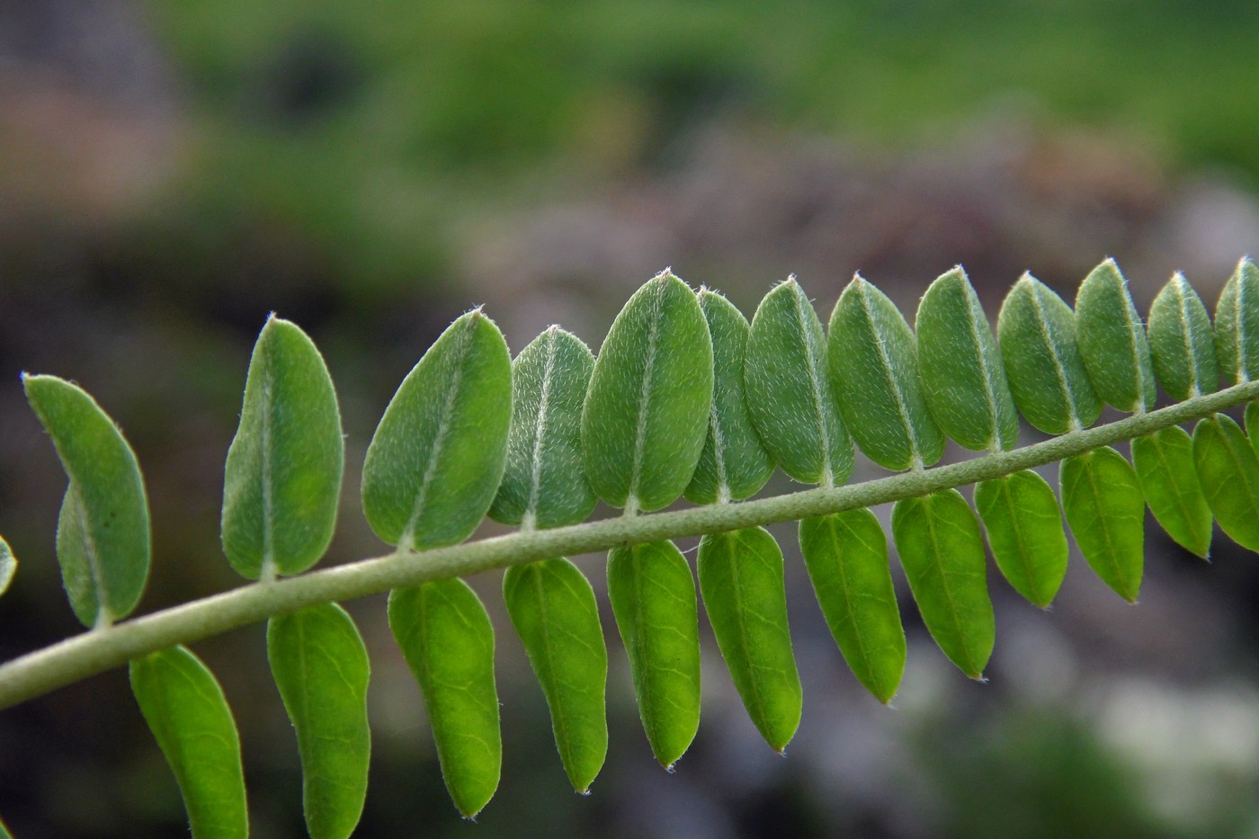 Изображение особи Astragalus demetrii.