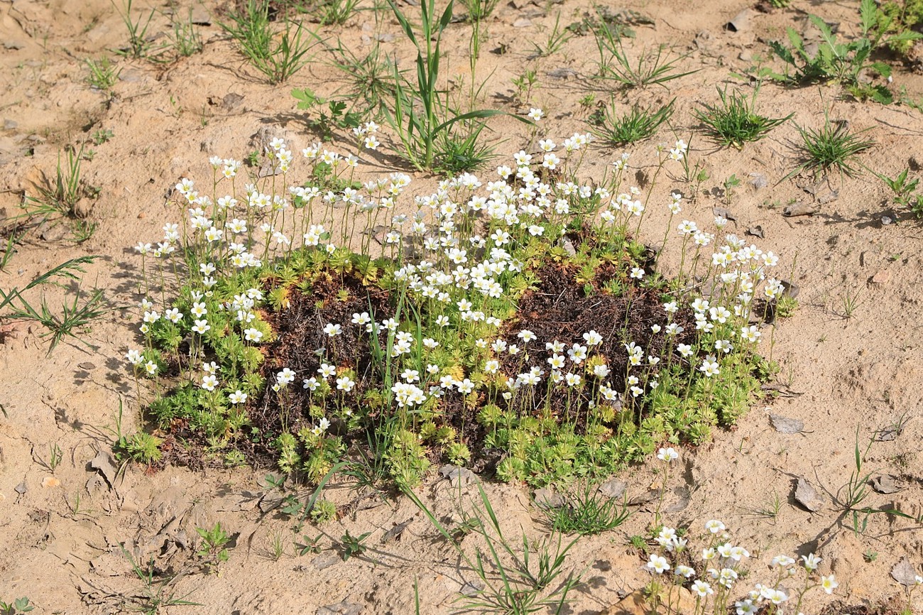 Изображение особи Saxifraga &times; arendsii.