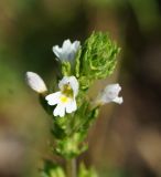 genus Euphrasia