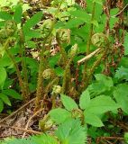 Athyrium filix-femina