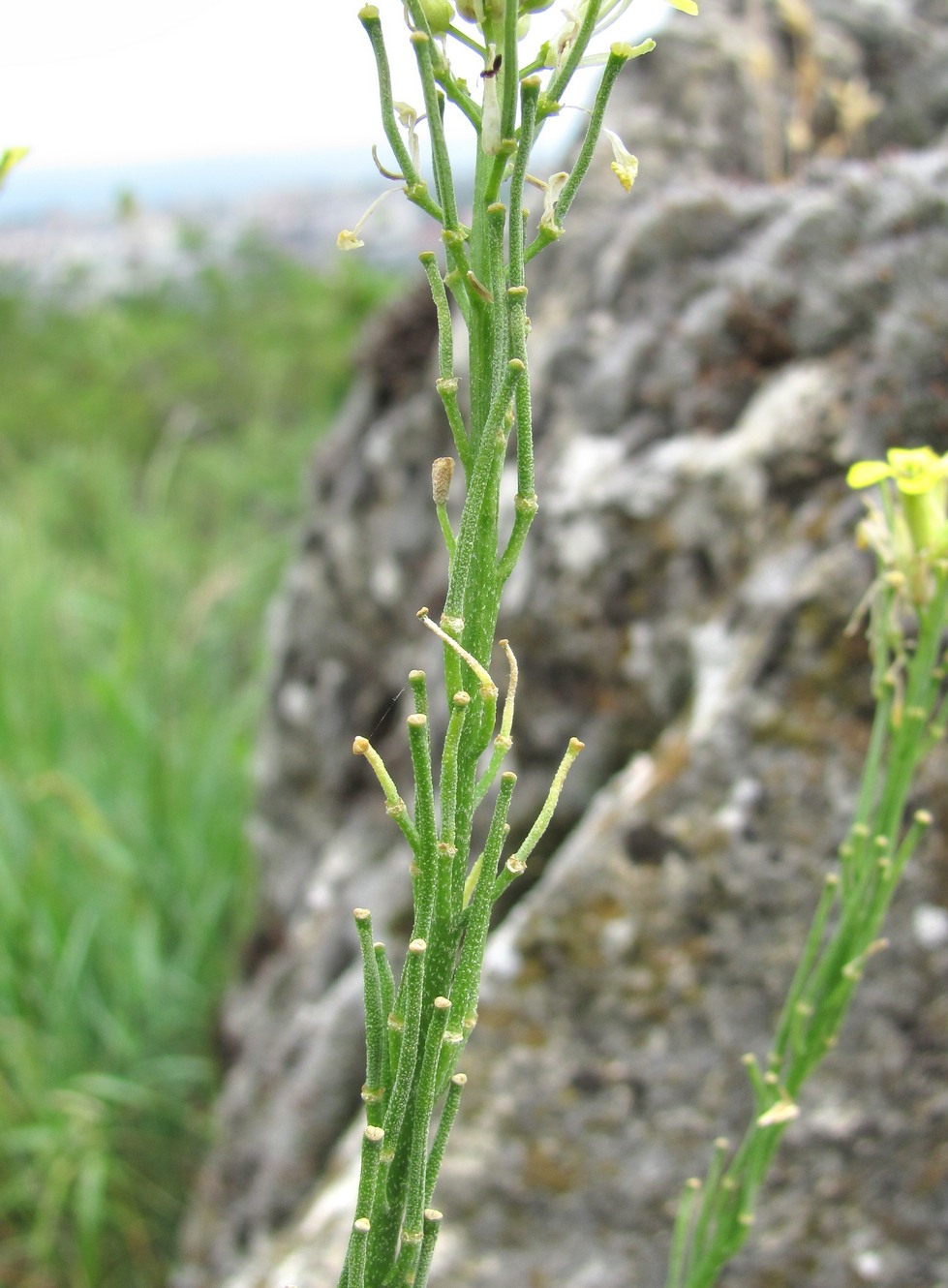 Изображение особи Erysimum collinum.