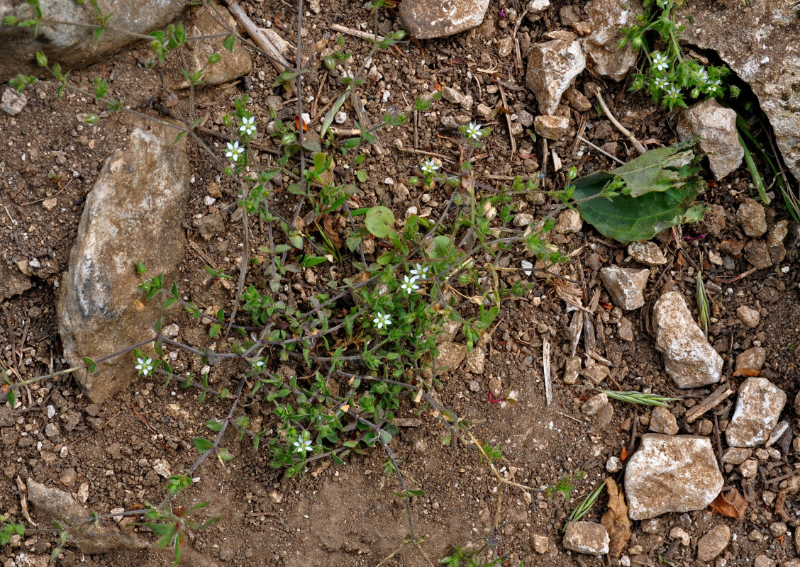 Image of Arenaria serpyllifolia specimen.