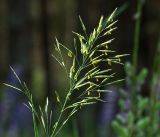 Bromopsis inermis. Соцветие-метёлка. Владимирская обл., Ковровский р-н, окр. дер. Митино, обочина дороги в сосновом лесу. 30.06.2018.