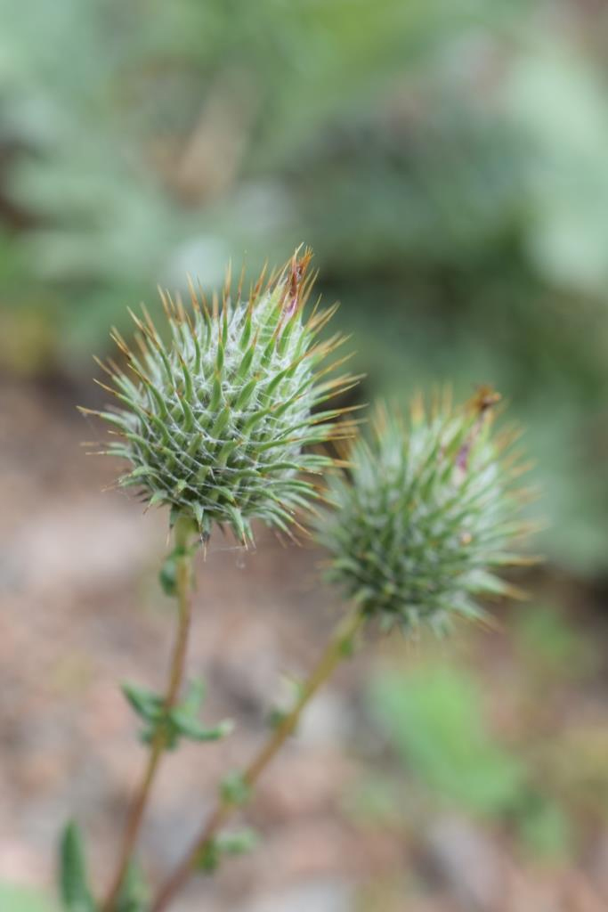 Изображение особи Cousinia transiliensis.