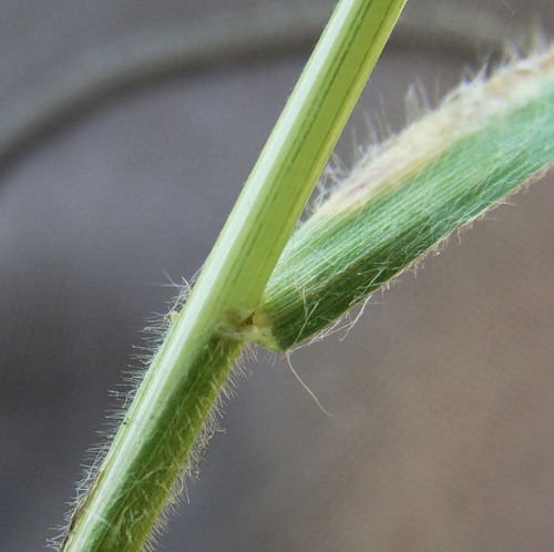 Изображение особи Bromus arvensis.