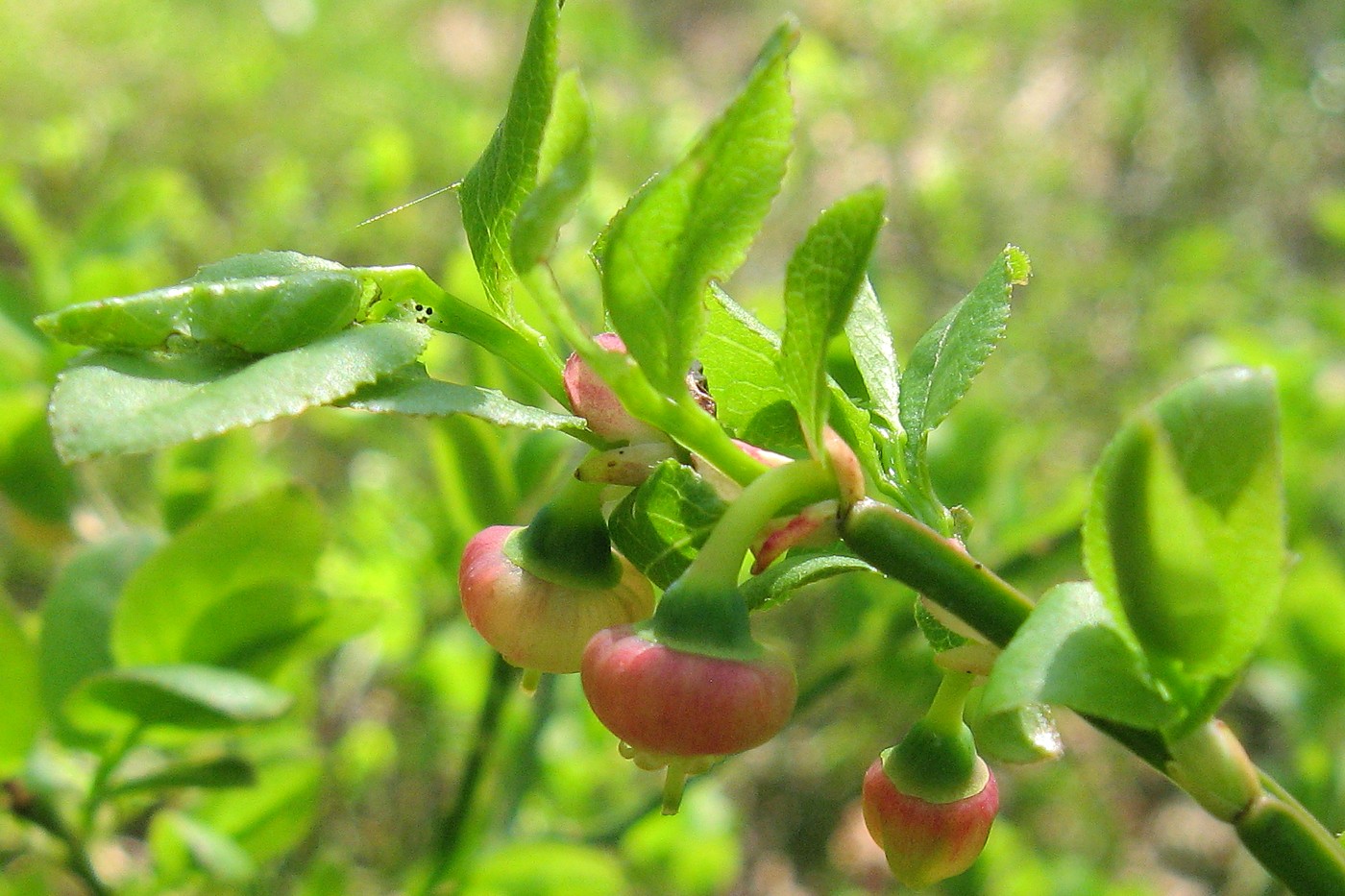 Image of Vaccinium myrtillus specimen.