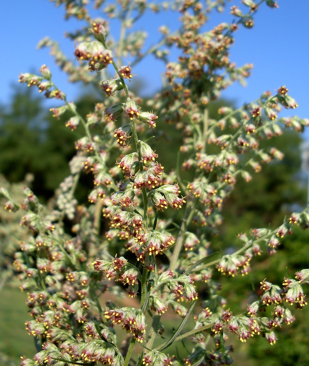 Изображение особи Artemisia vulgaris.