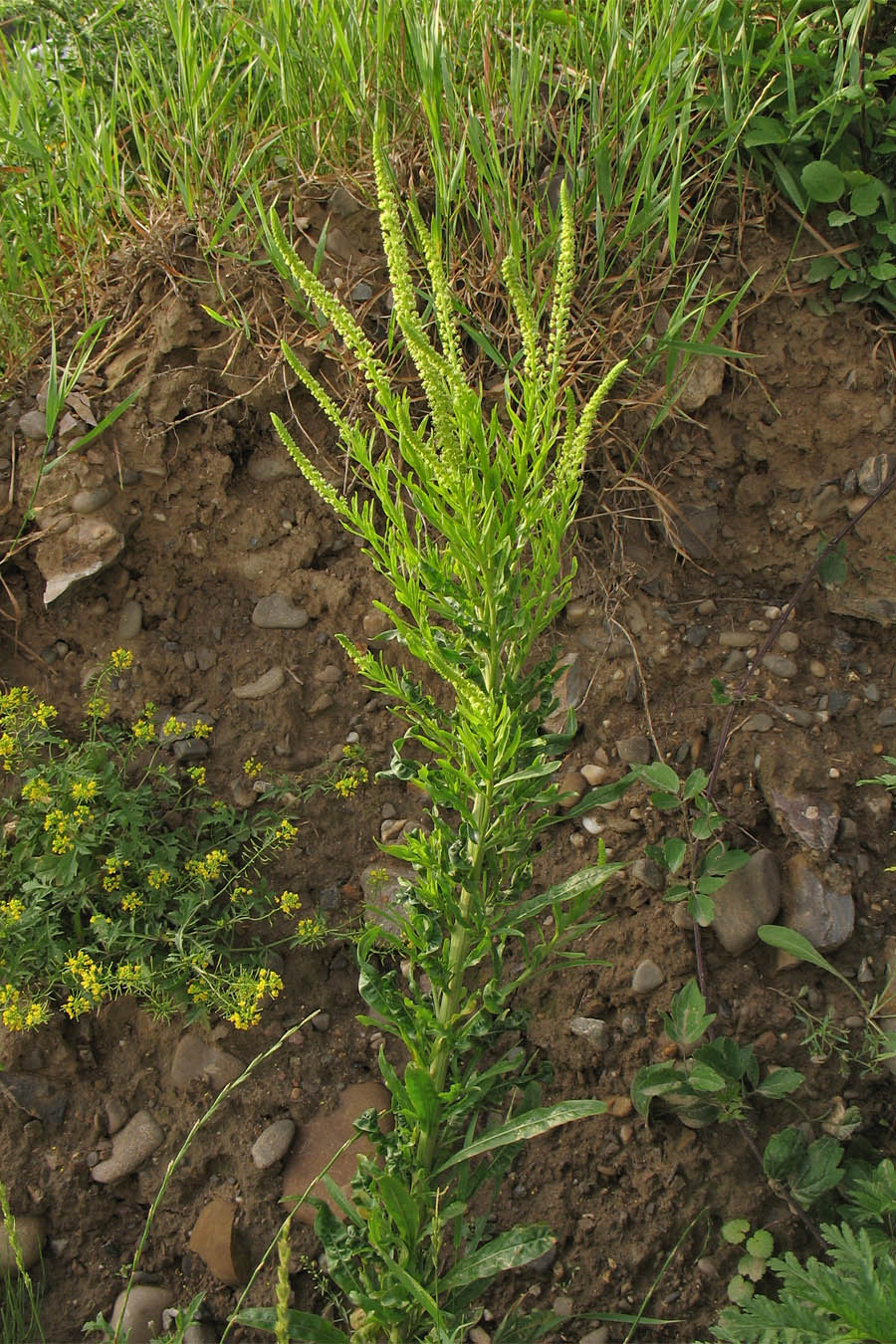 Image of Reseda luteola specimen.