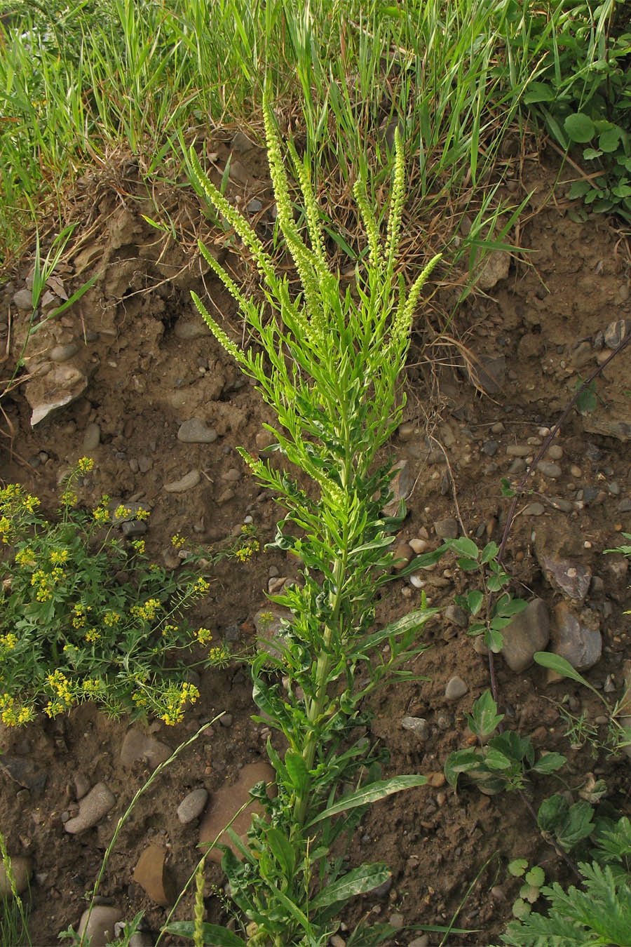 Изображение особи Reseda luteola.