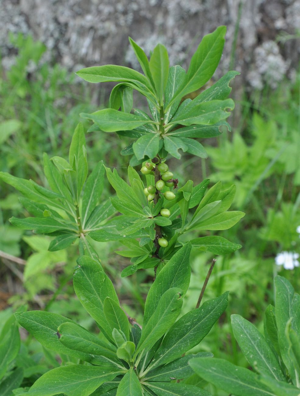 Image of Daphne mezereum specimen.